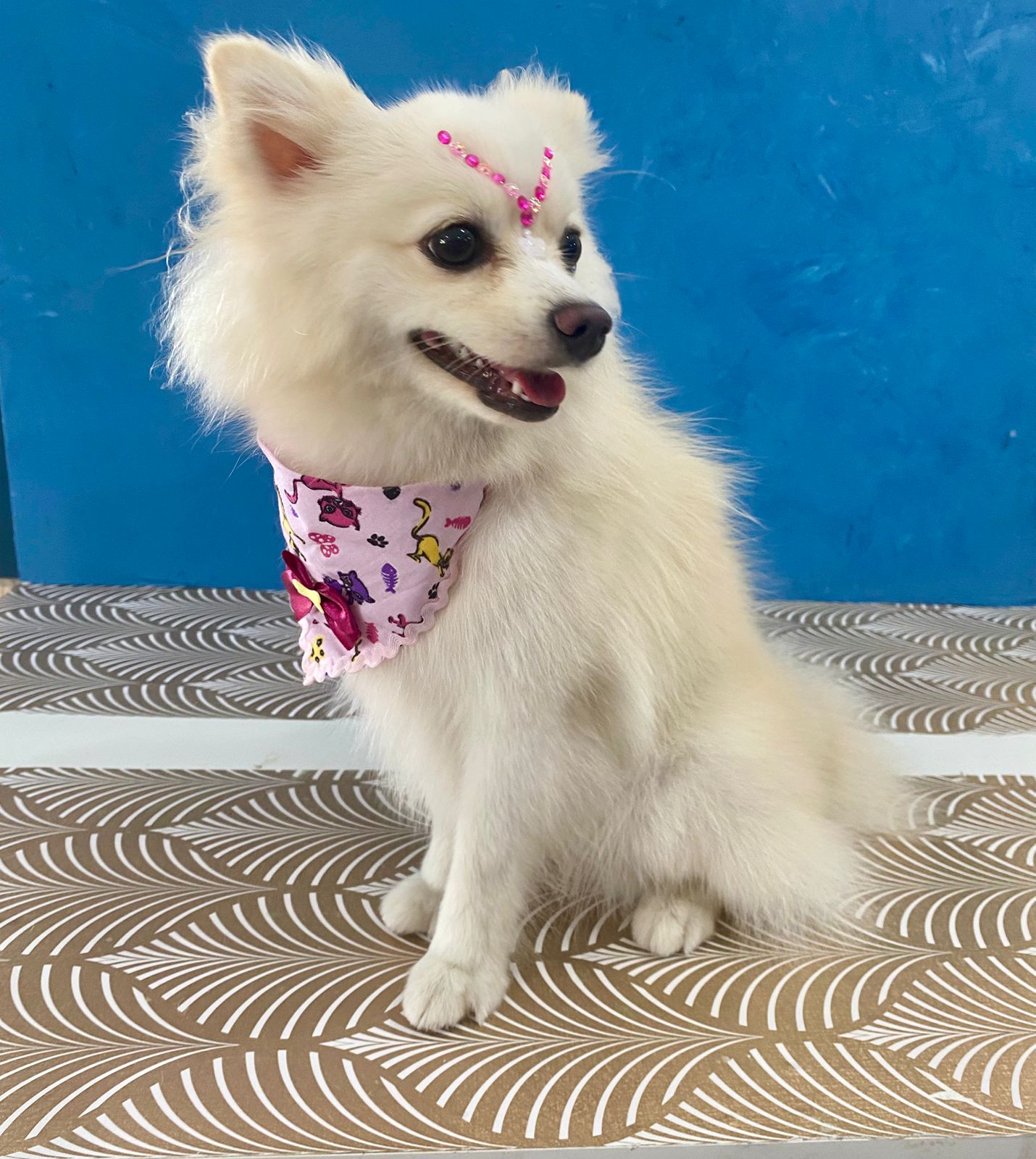 Spaço Pet - Cacoal Rondônia
